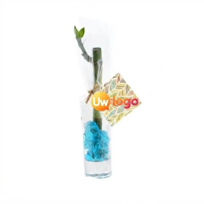 Waterbamboe in een vaas die je zelf kunt personaliseren