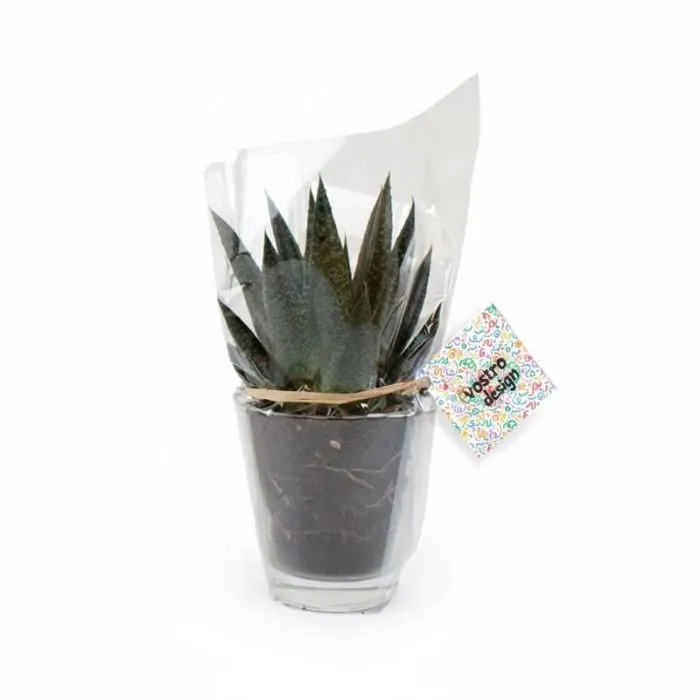 Pianta verde in vaso personalizzato