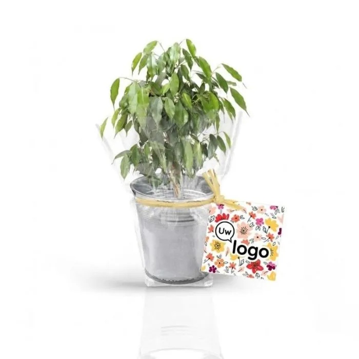 Mini-luchtzuiverende plant in een gepersonaliseerde zinken pot