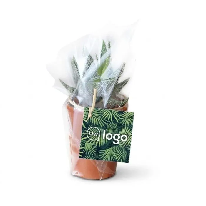 Mini-reclameplantje met terracotta pot van 7 cm