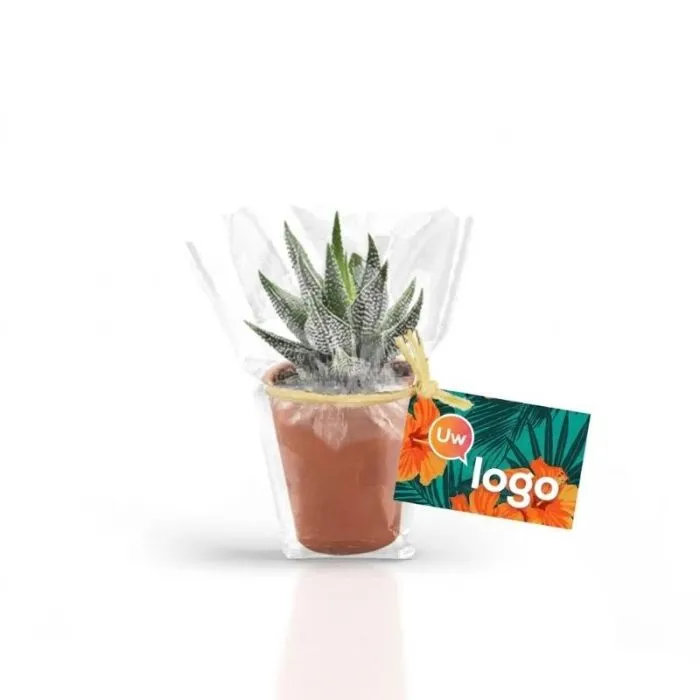 Gepersonaliseerd mini-plantje in een terracotta pot van 10 cm