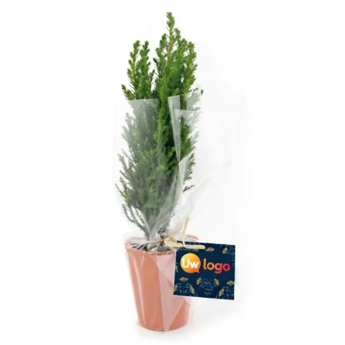 Gepersonaliseerde terracotta pot van ø7 cm met mini-kerstboompje (gemaakt in Frankrijk)