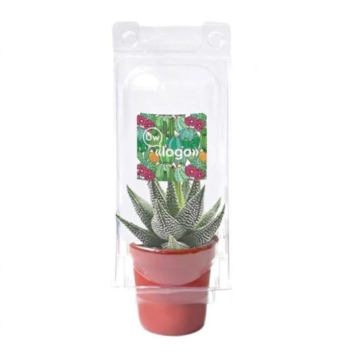 Gepersonaliseerde mini-cactuskas