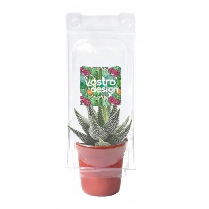 Mini serra per cactus personalizzata