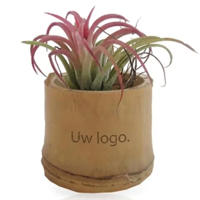 Gepersonaliseerde Tillandsia in een bamboepot van 5,5 cm met label of sticker