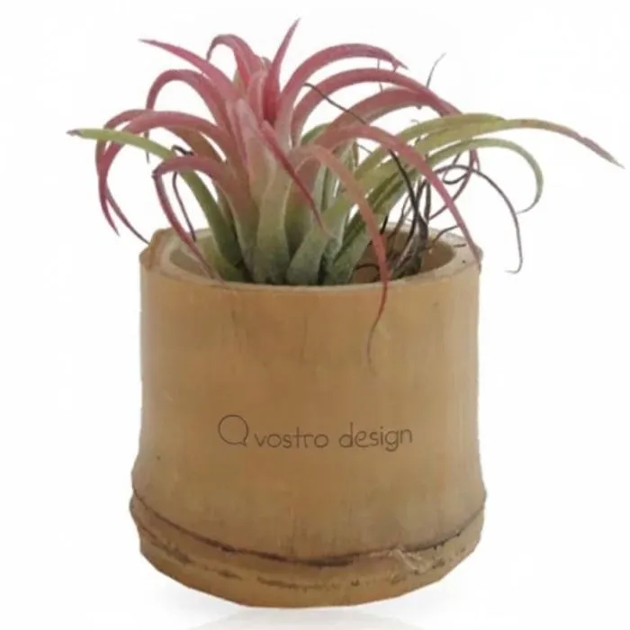 Tillandsia personalizzata in vaso di bambù da 5,5 cm con etichetta o adesivo