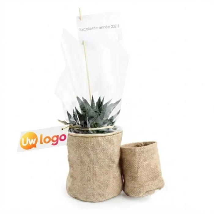 Groene plant met gepersonaliseerde jute-pot