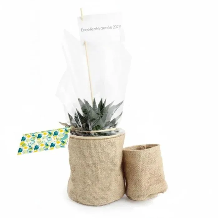 Pianta verde e il suo vaso in juta personalizzato