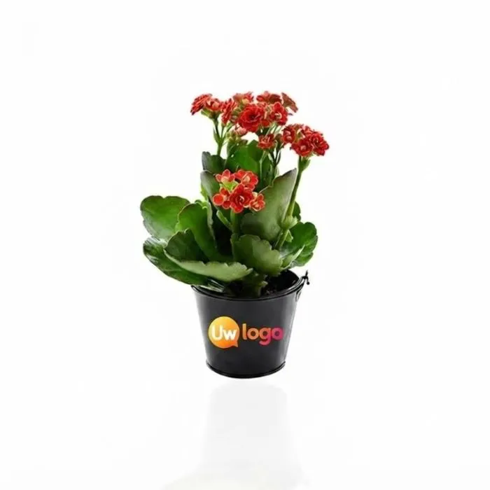 Groene plant in een gepersonaliseerde zinken pot met magneet
