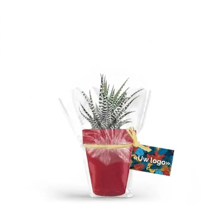 Haworthia Big Band, decoratief exemplaar in een bamboepot van 10 cm, reclame-exemplaar