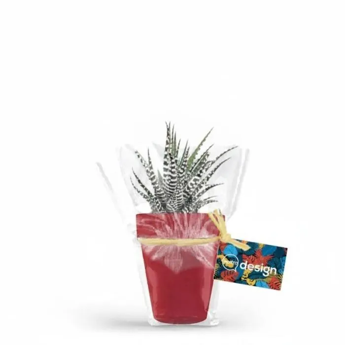 Haworthia "Big Band" decorativa in un vaso di bambù da 10 cm promozionale