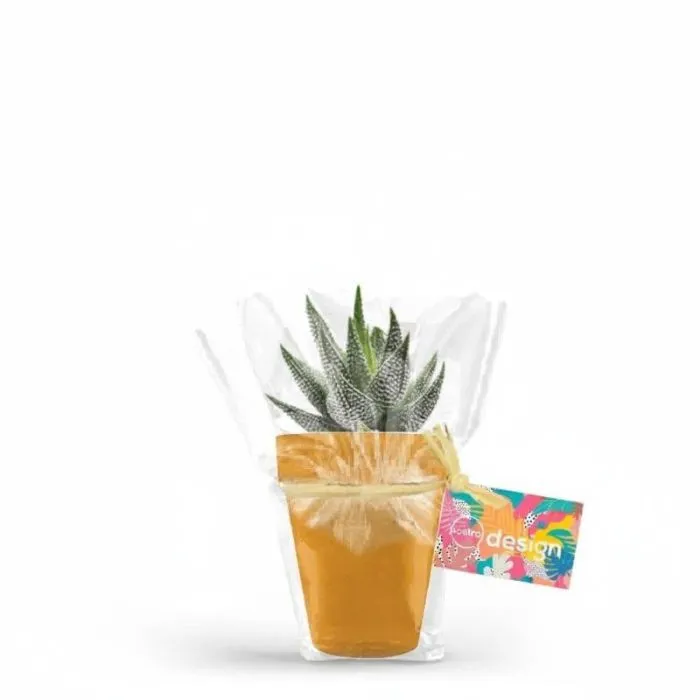Haworthia decorativa in un vaso di bambù da 10 cm promozionale