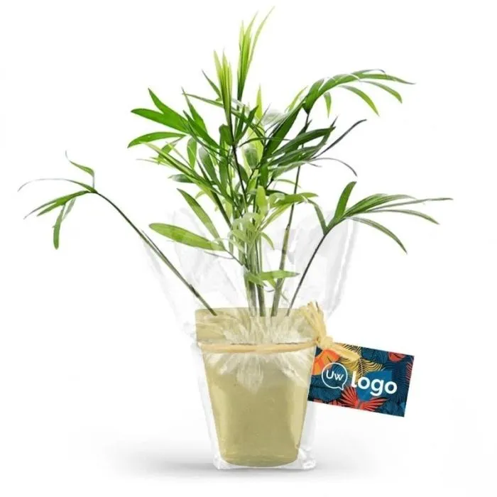 Sierpalm in een gepersonaliseerde bamboepot van 10 cm