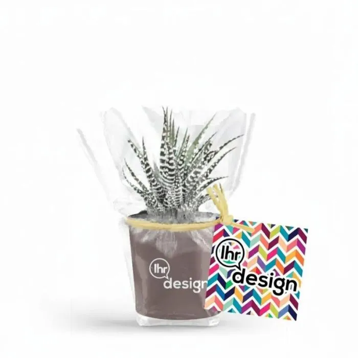 Mini-Pflanze in personalisiertem Keramiktopf - Taupe-Farbe