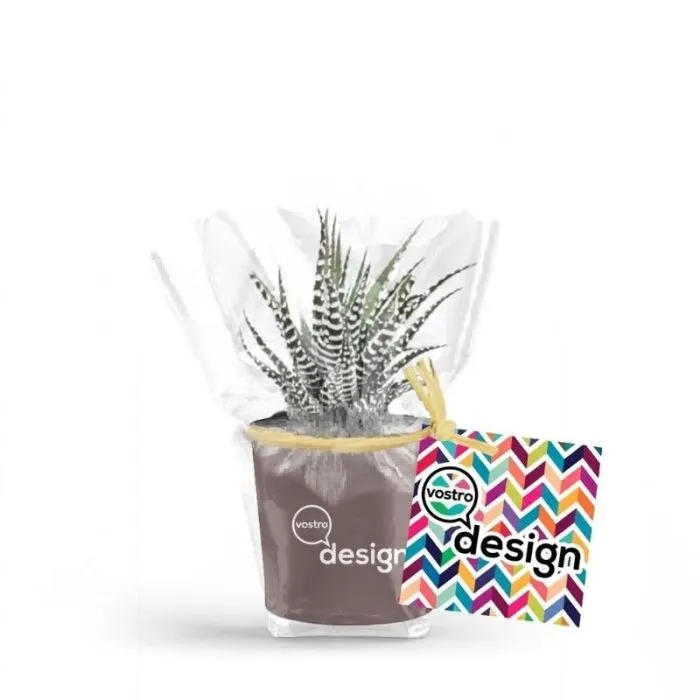 Mini pianta in vaso grigio tortora di ceramica personalizzato
