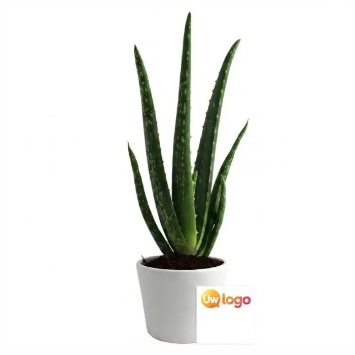 Aloë vera in een personaliseerbare keramische pot van 9 cm