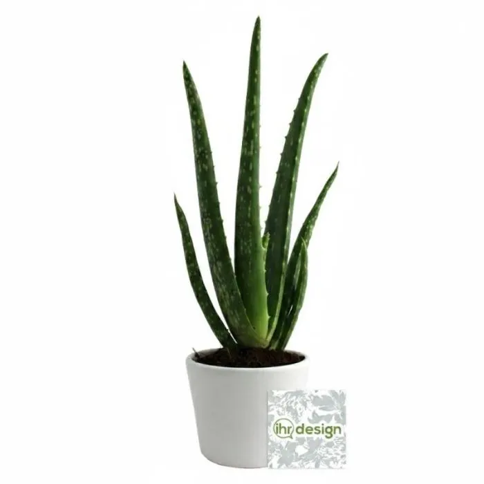 Aloe Vera in einem personalisierbaren Keramiktopf 9cm