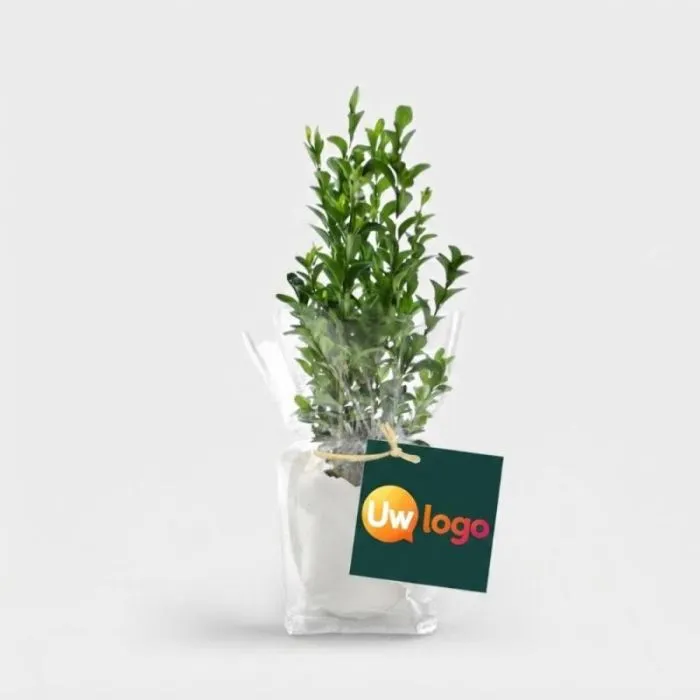 Gepersonaliseerde mini-plantenpot in eivorm met etiket van 50 x 50 mm