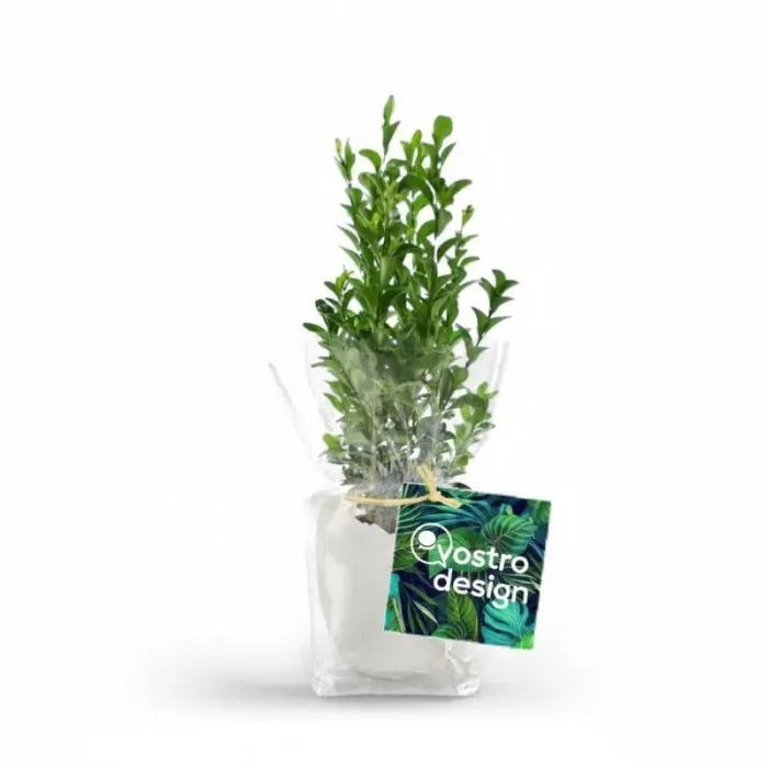 Vaso personalizzato a forma di uovo per piantine con etichetta 50 x 50 mm