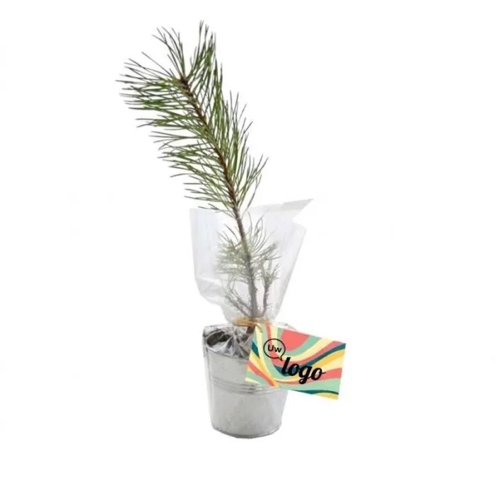 Personaliseerbare boomplant in een zinken pot