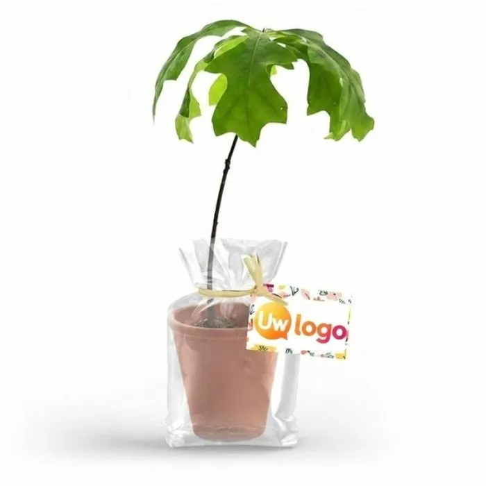 Op maat te maken boom in een terracotta pot – Loofbomen