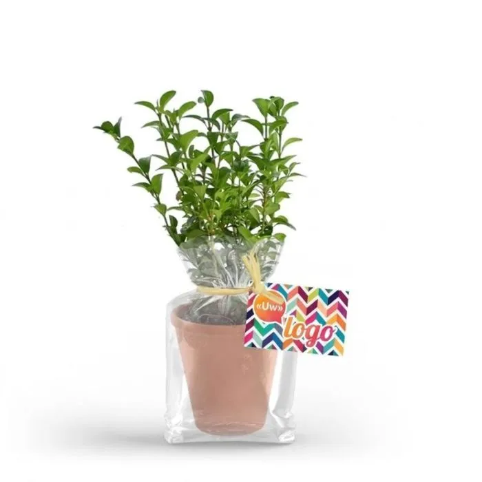 Aanpasbare boomplant in een terracotta pot