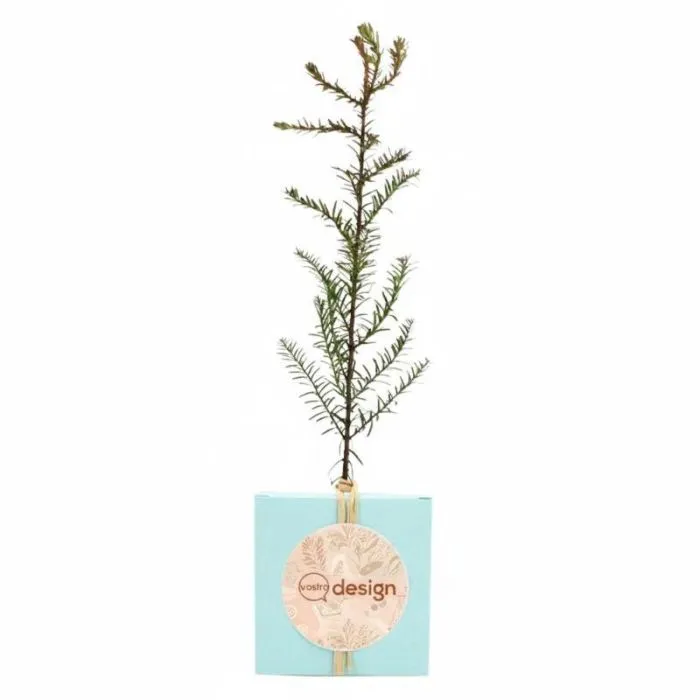 Il cubo con albero personalizzato - Prestige