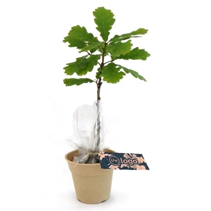Eikenplant in een pot van bamboevezel met reclameopdruk
