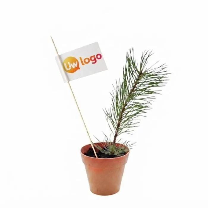 Groenboom in een gepersonaliseerde pot van bamboevezel