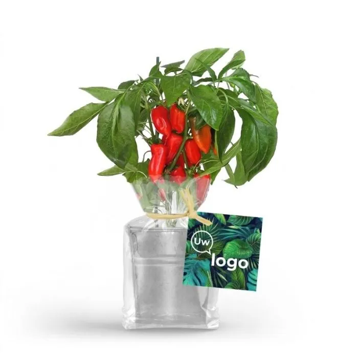 Mini-bloeiende plant in een gepersonaliseerde zinken pot van 7 cm