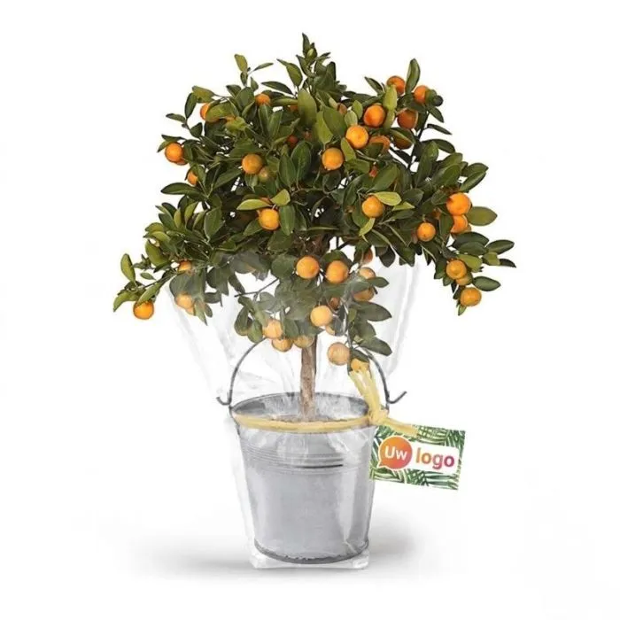 Sinaasappelboom in een personaliseerbare zinken pot