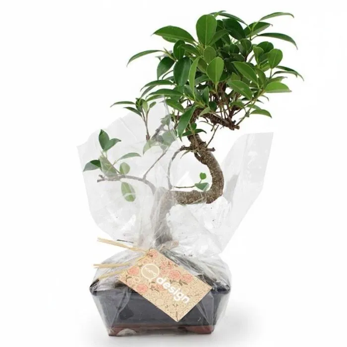 Bonsai intrecciato pubblicitario