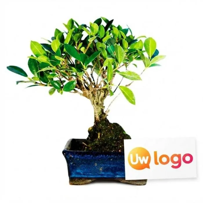 Kleine, op maat gemaakte bonsai in „bolvorm“