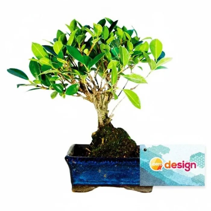 Piccolo bonsai a forma di “sfera” personalizzato