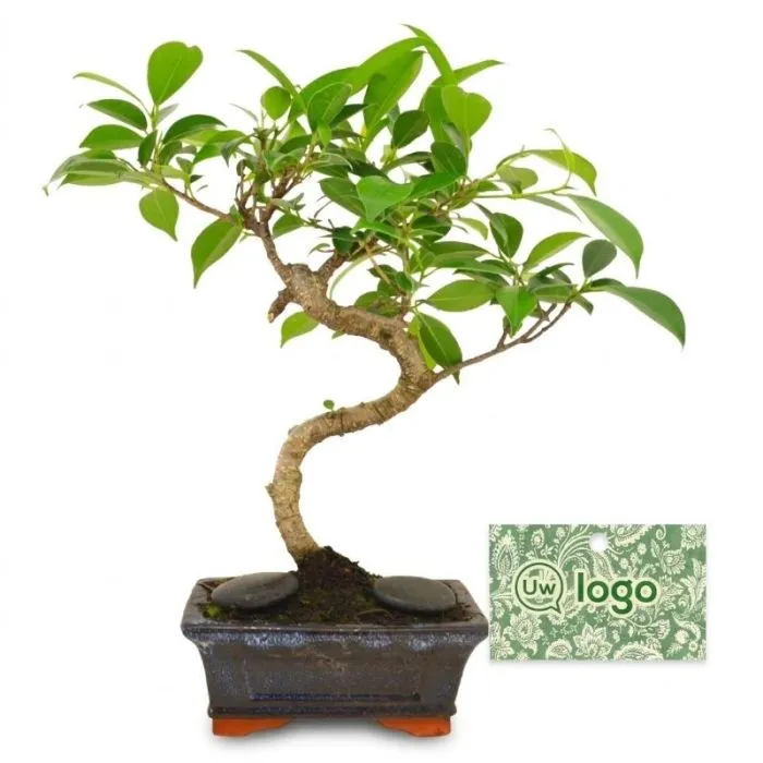 Gepersonaliseerde bonsai in een individuele kartonnen verpakking