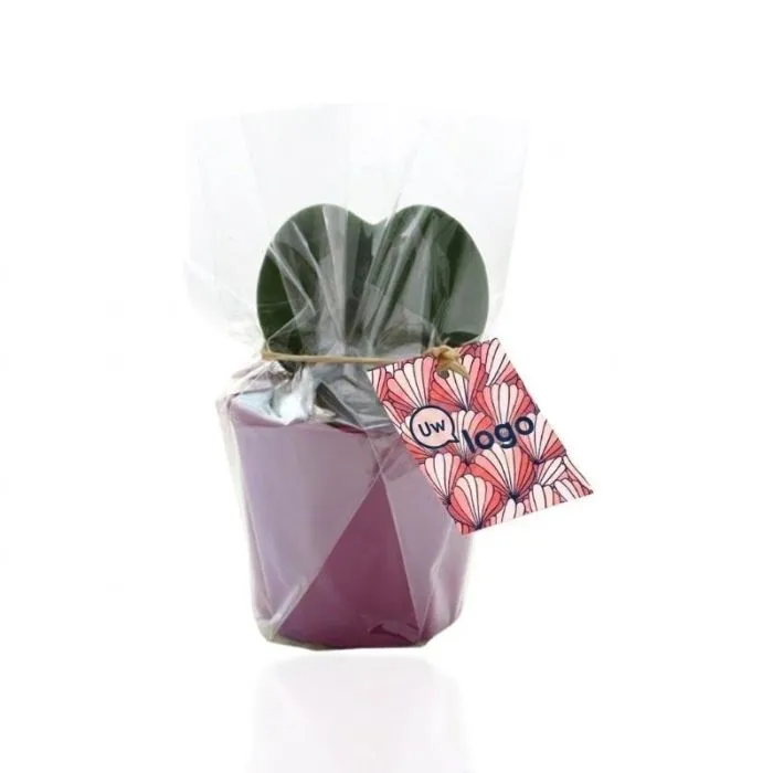 Hartvormige vetplant in een gepersonaliseerde keramische pot - Hoya