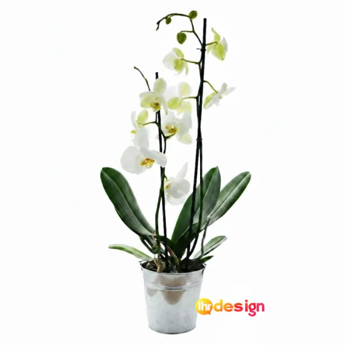 Große Orchidee in ihrem personalisierten Zinktopf - 10cm