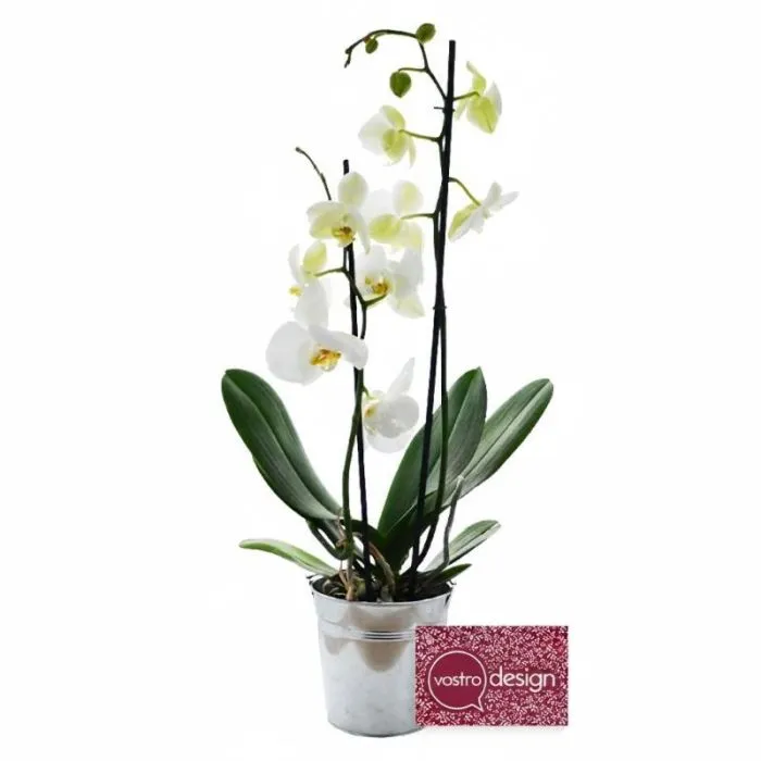 Grande orchidea nel suo vaso di zinco personalizzato - 10 cm