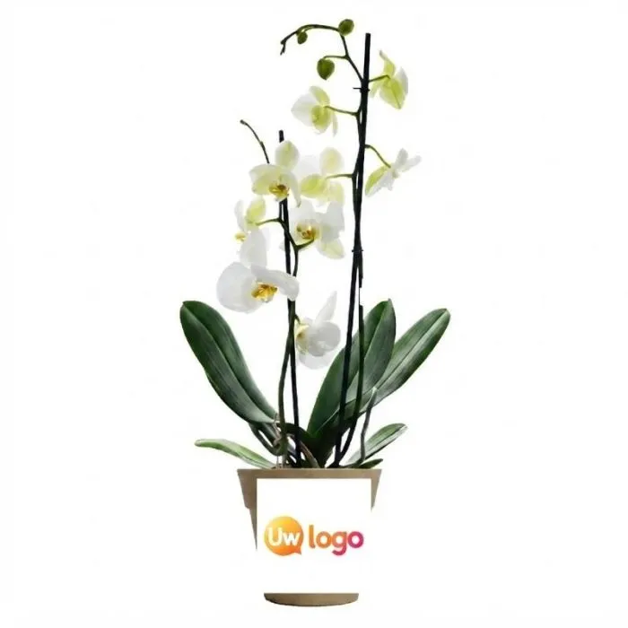 Grote orchidee in een gepersonaliseerde bamboepot - 10 cm