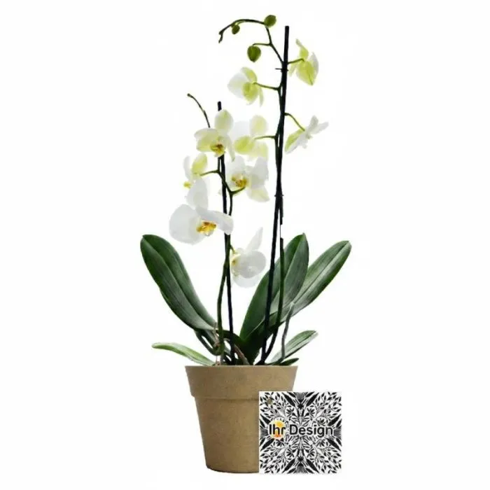 Große Orchidee in ihrem personalisierten Bambustopf - 10cm
