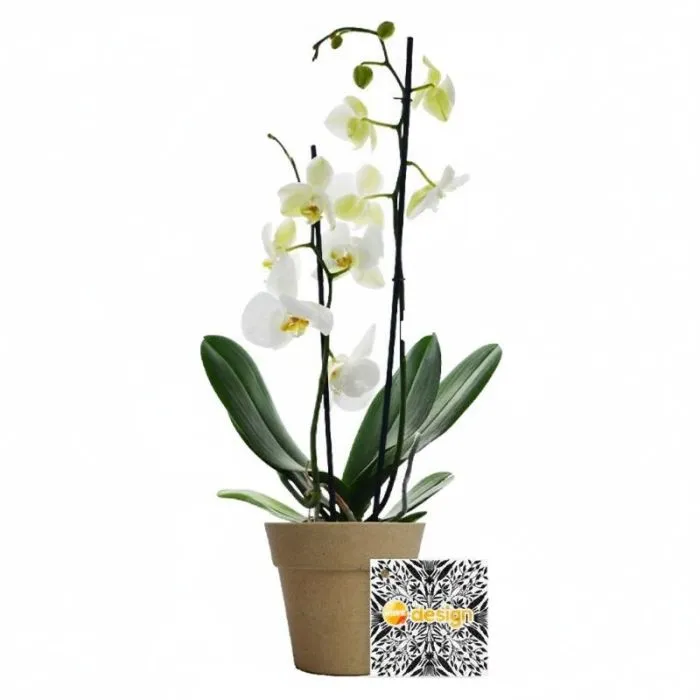 Grande orchidea nel suo vaso di bambù personalizzato - 10 cm