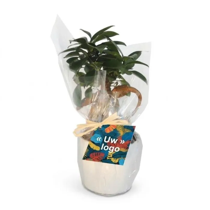 Ficus Ginseng in een gepersonaliseerde keramische pot - 7 cm