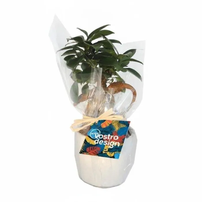 Ficus Ginseng in vaso di ceramica personalizzato - 7 cm