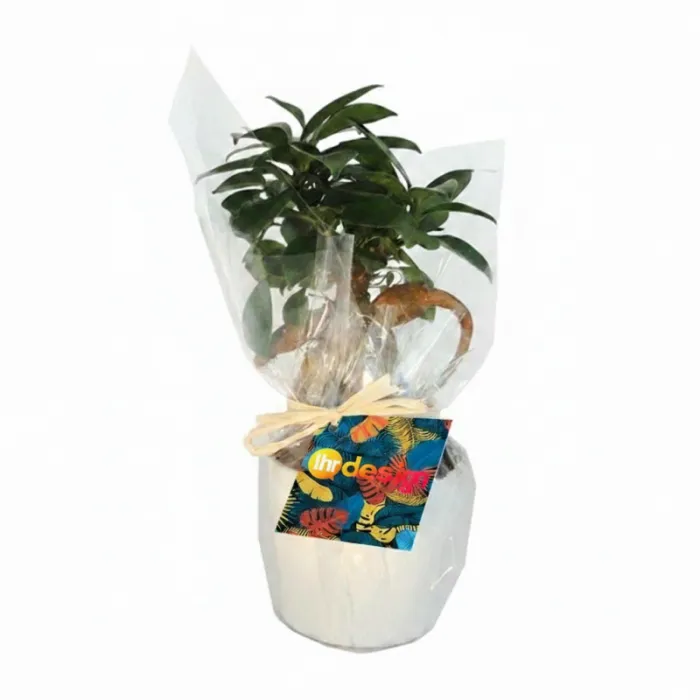 Personalisierter Ficus Ginseng im Keramiktopf - 7 cm