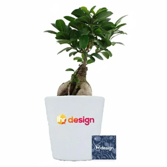 Werbe-Ficus Ginseng im Keramiktopf - 12 cm