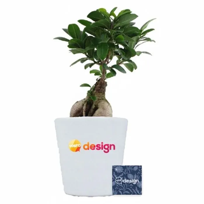 Ficus Ginseng in vaso di ceramica promozionale - 12 cm