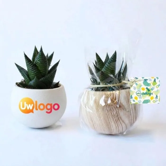Groene plant in een keramische pot met houtlook, voorzien van magneet, voor reclamedoeleinden