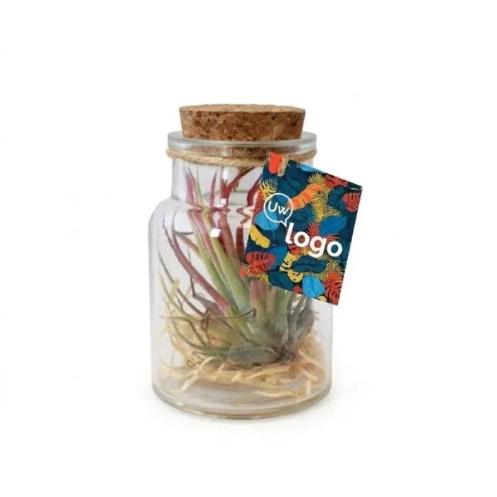 Tillandsia-flesje, klein reclame-exemplaar