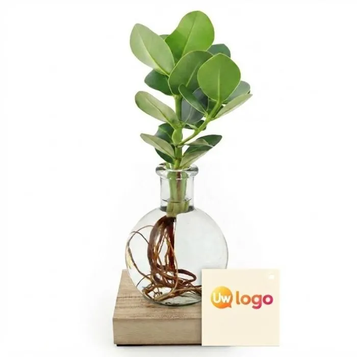 Verlicht vaasje dat je zelf kunt personaliseren, met plant