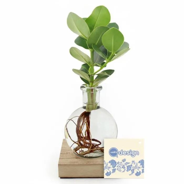 Vaso luminoso personalizzabile con pianta
